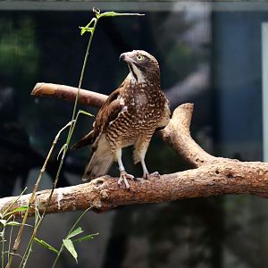 Grey-faced Buzzard (Butastur indicus)