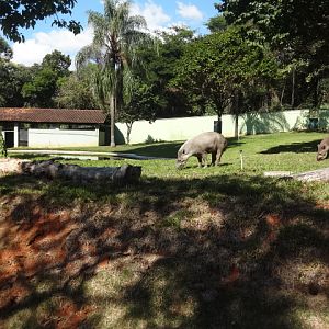 South-american-tapir's exhibit - Belo Horizonte zoo