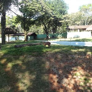 Grey-brocket-deer's exhibit - Belo Horizonte zoo