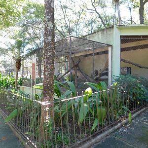 Old chimpanzee exhibit that temporerily holds an ocelot - Belo Horizonte zoo