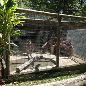 old home for the baby broad-snouted-caimans (now holding an excedent Iguana) - Belo Horizonte zoo