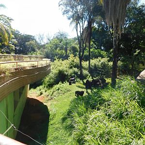 Gorilla exhibit - Belo Horizonte zoo