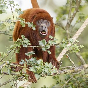 Red Howler @ YWP