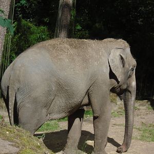 Asian Elephant, July 2020