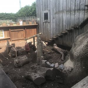 Meerkat Enclosure