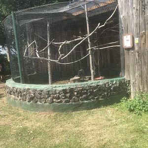 Greater Vasa Parrot Enclosure