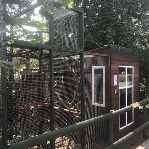 Common Genet enclosure