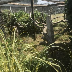 Northern Helmeted Currasow enclosure