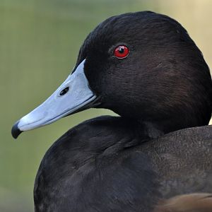 Southern pochard (Netta erythrophthalma brunnea)