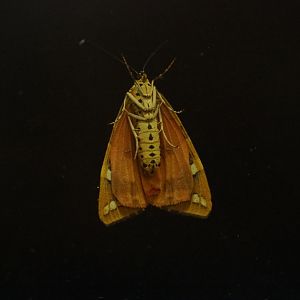 Jersey tiger moth (Euplagia quadripunctaria), 2020-07-28