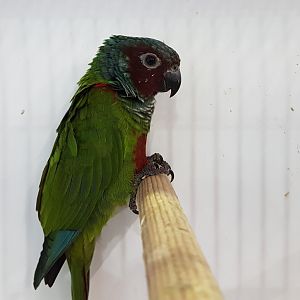 Pfrimer's parakeet