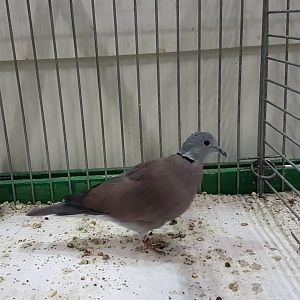 Red collared dove
