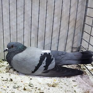 Rock dove