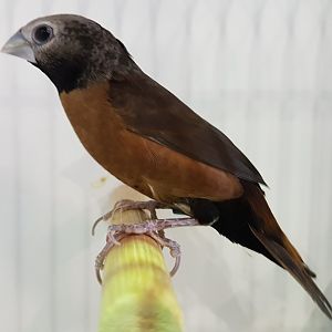 Grey-crowned mannikin - Lonchura nevermanni