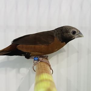 Grey-crowned mannikin - Lochura nevermanni