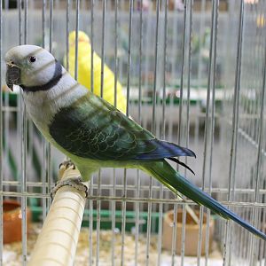 Malabar parakeet