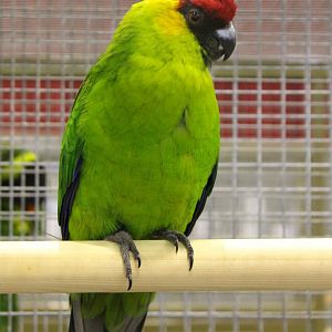 Horned parakeet
