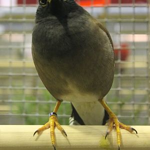 Common myna
