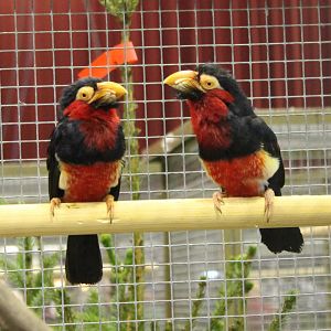 Bearded barbets