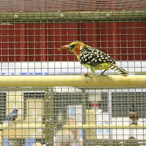 Red and yellow barbet
