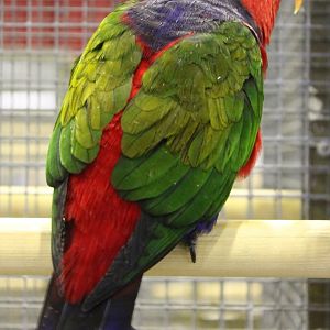 Black-apped lory