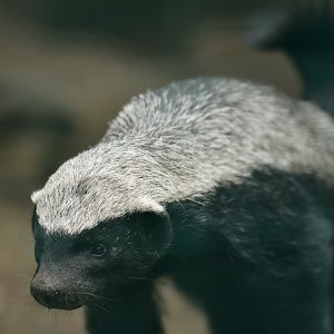 Honey badger (Mellivora capensis)