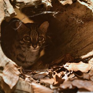 Palawan leopard cat (Prionailurus bengalensis heaneyi)