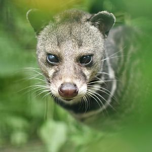 Malayan civet (Viverra tangalunga)