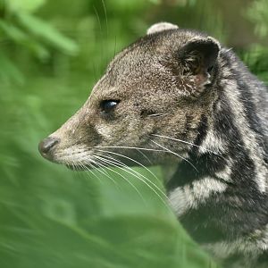 Malayan civet (Viverra tangalunga)