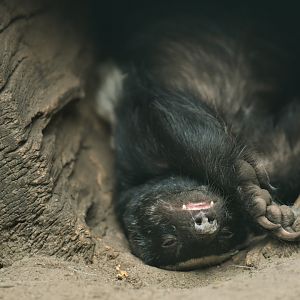 Honey badger (Mellivora capensis)