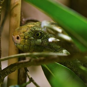 Solomon Islands skink (Corucia zebrata)