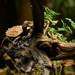 Black-breasted leaf turtle (Geoemyda spengleri)