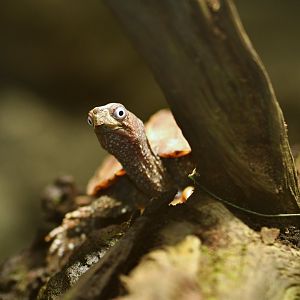 Black-breasted leaf turtle (Geoemyda spengleri)