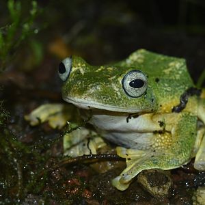 Reinwardt’s Gliding Frog (Rhacophorus reinwardtii)
