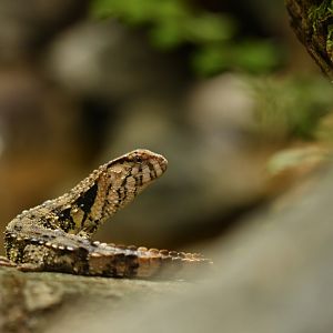 Chinese crocodile lizard (Shinisaurus crocodilurus)
