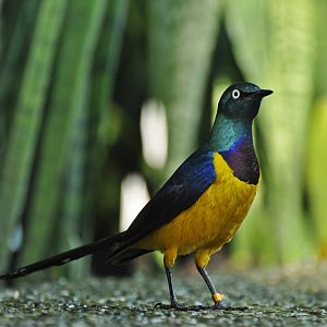 Golden-breasted starling (Lamprotornis regius)