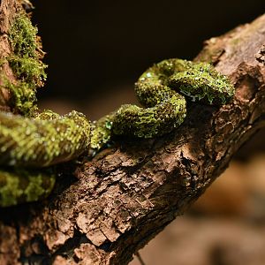 Mangshan Viper (Prothobothrops mangshanensis)