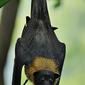 Indian flying fox (Pteropus giganteus)