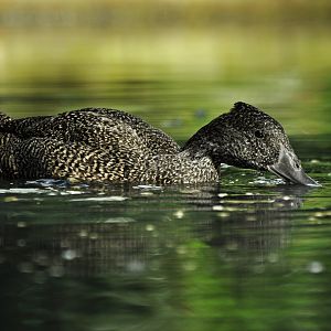 Freckled duck (Stictonetta naevosa)