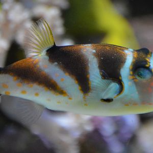 Canthigaster coronata