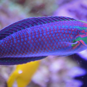 Halichoeres ornatissimus