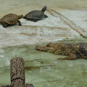 Caiman and sliders - Brasilia zoo