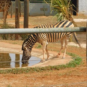 Zebra - Brasilia zoo