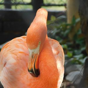 Caribbean-flamingo - Brasilia zoo