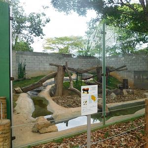 South-american-bush-dog exhibit - Brasilia zoo