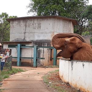 African-elephant feeding in front of public - Brasilia zoo