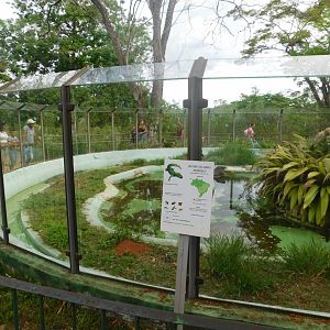 One of the caiman exhibits in the zoo - Brasilia zoo