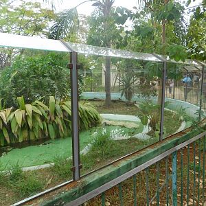 One of the caiman exhibits in the zoo - Brasilia zoo