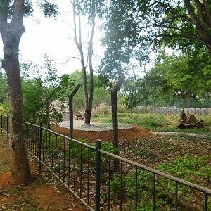 Maned-wolf exhibit - Brasilia zoo
