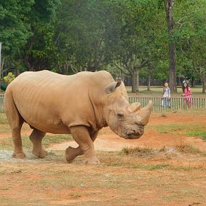 White-rhino exhibit - Brasilia zoo